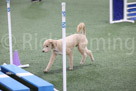Novice Standard